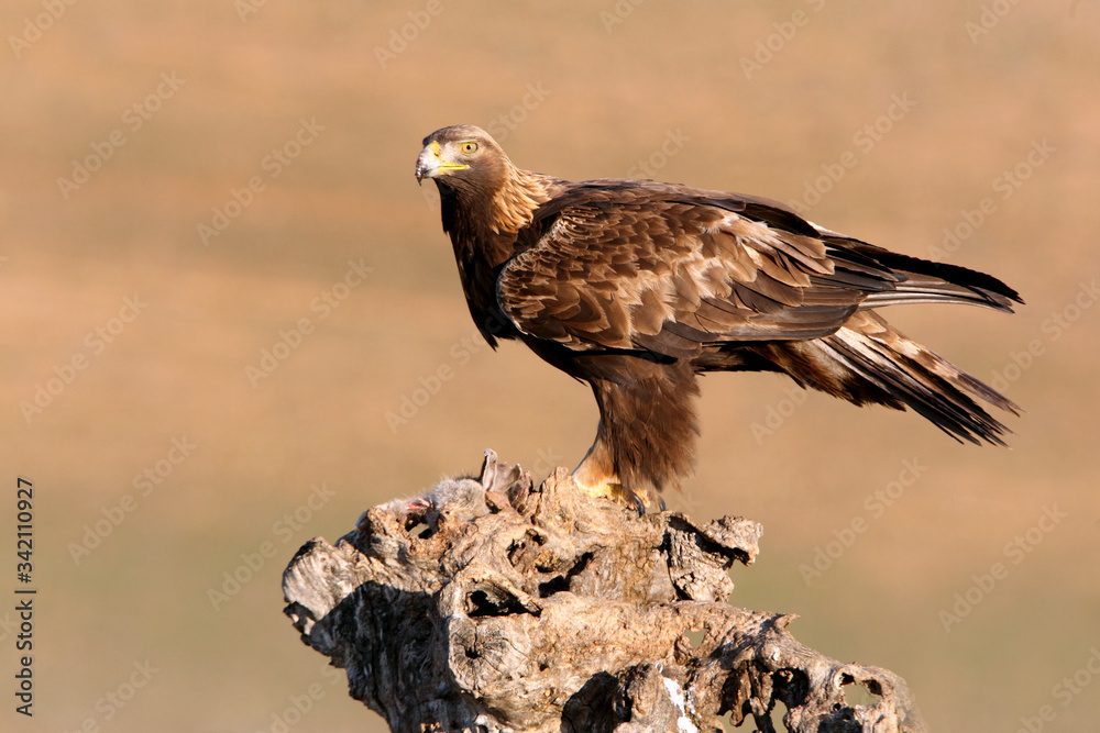 Golden Eagle adult male with the first morning lights on his hunting ground Golden Eagle adult male with the first morning lights on his hunting ground