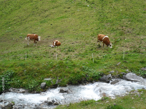 Kühe in Tirol
