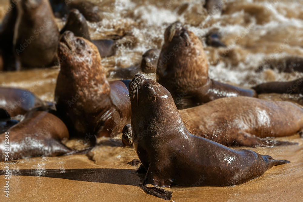 Fototapeta premium South American sea lion