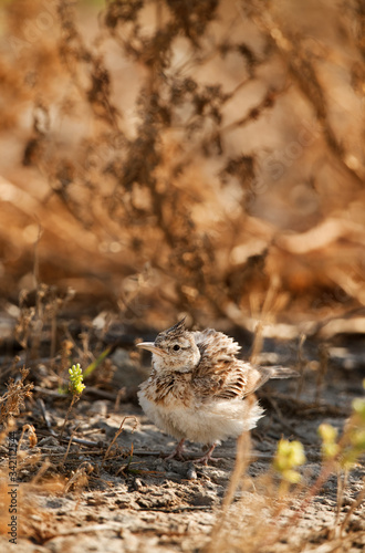 Crested Lark © Dr Ajay Kumar Singh
