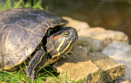 Red eared slider turtle pet in garden pond