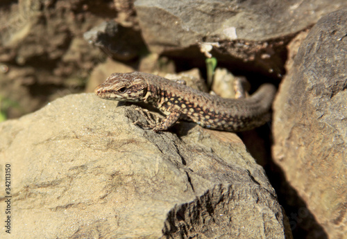 Common european wall lizard on rock