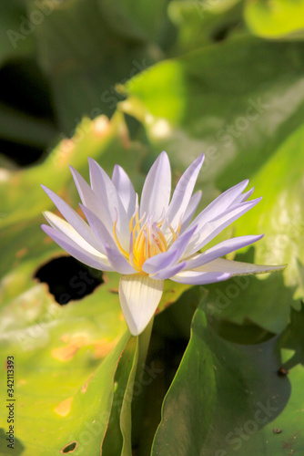 Purple tropical water lily in bloom