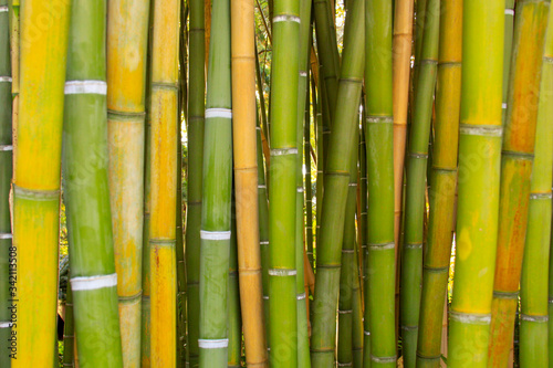 Straight lines of Bamboo wood texture background