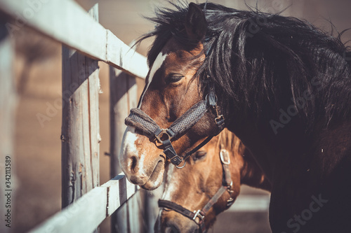 portrait of old dark mare horse with long mane in halter in paddock © vprotastchik