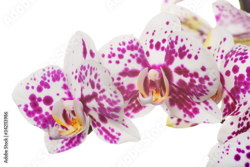 Beautiful bouquet of white orchid flowers. Bunch of luxury tropical white orchids - phalaenopsis - with pink dots isolated on white background. Studio shot