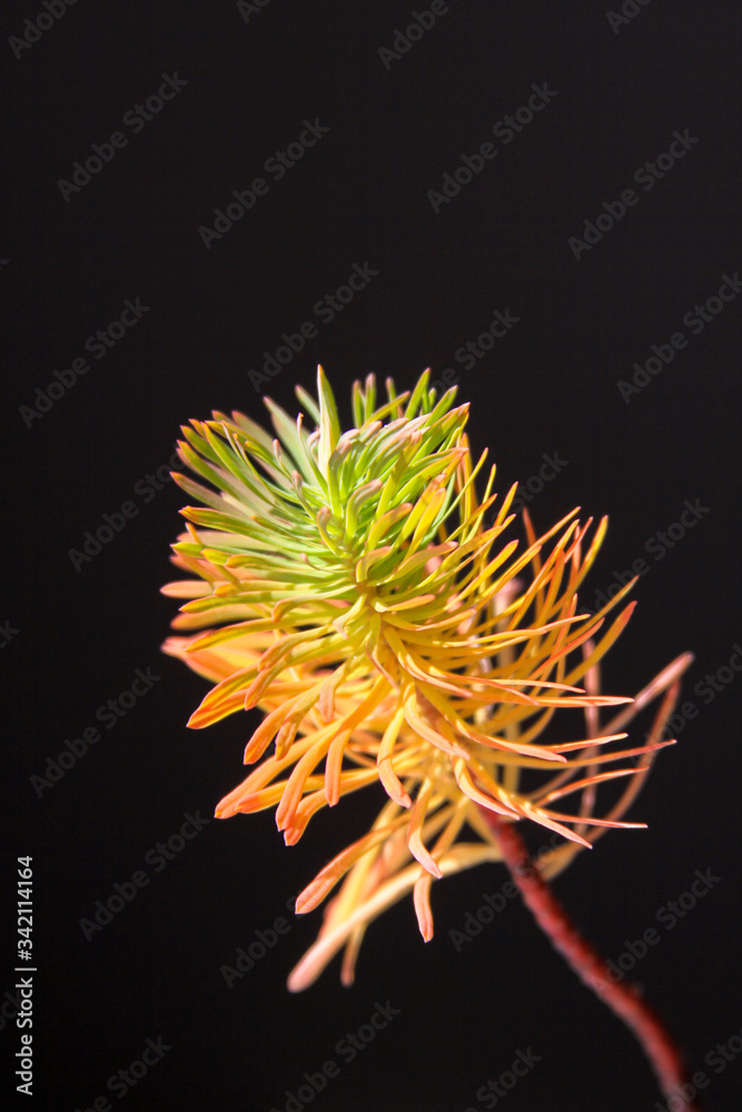 Colored plant that look like pine leaves Colored plant that look like pine leaves
