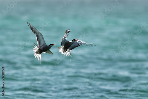 A peir of White-cheeked Terns chasing each other