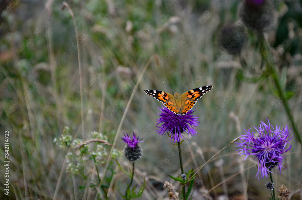 motyl na kwiatku, butterfly on flower motyl na kwiatku, butterfly on flower