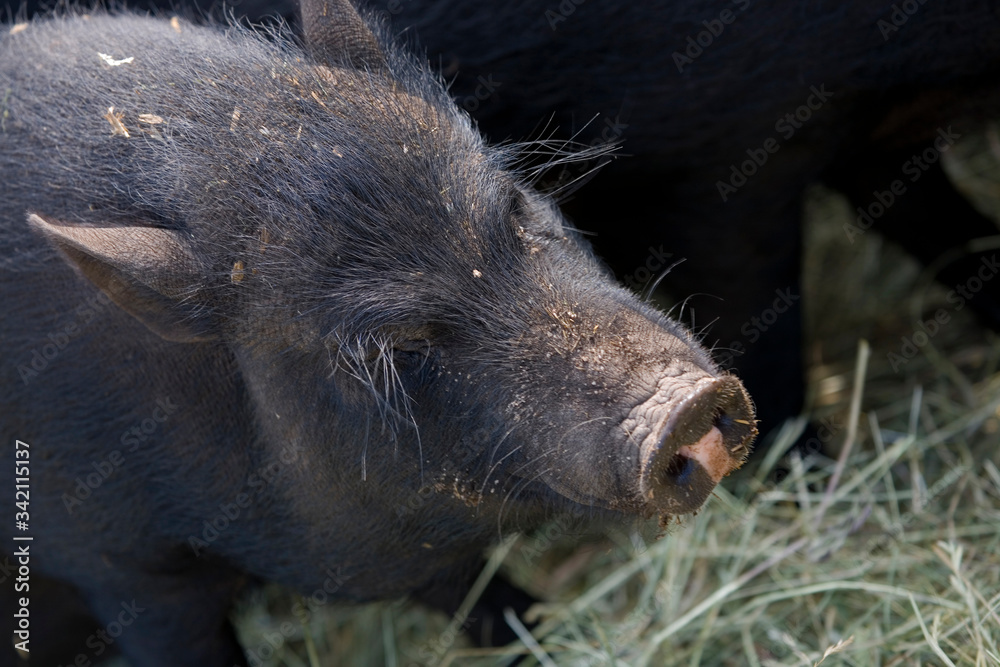 close-up of a dark muzzle and wild boar snout close-up of a dark muzzle and wild boar snout