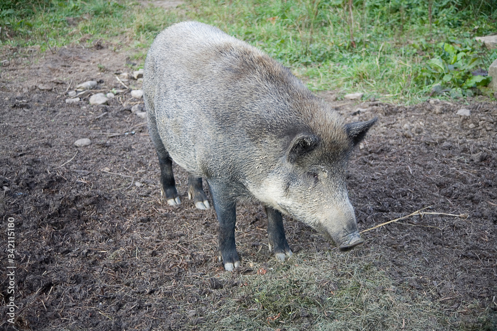 big boar in the natural environment on a summer day big boar in the natural environment on a summer day