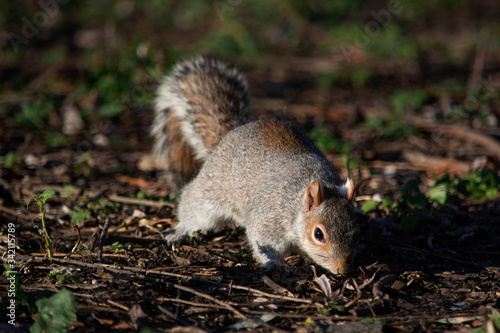 szara wiewiórka w parku 