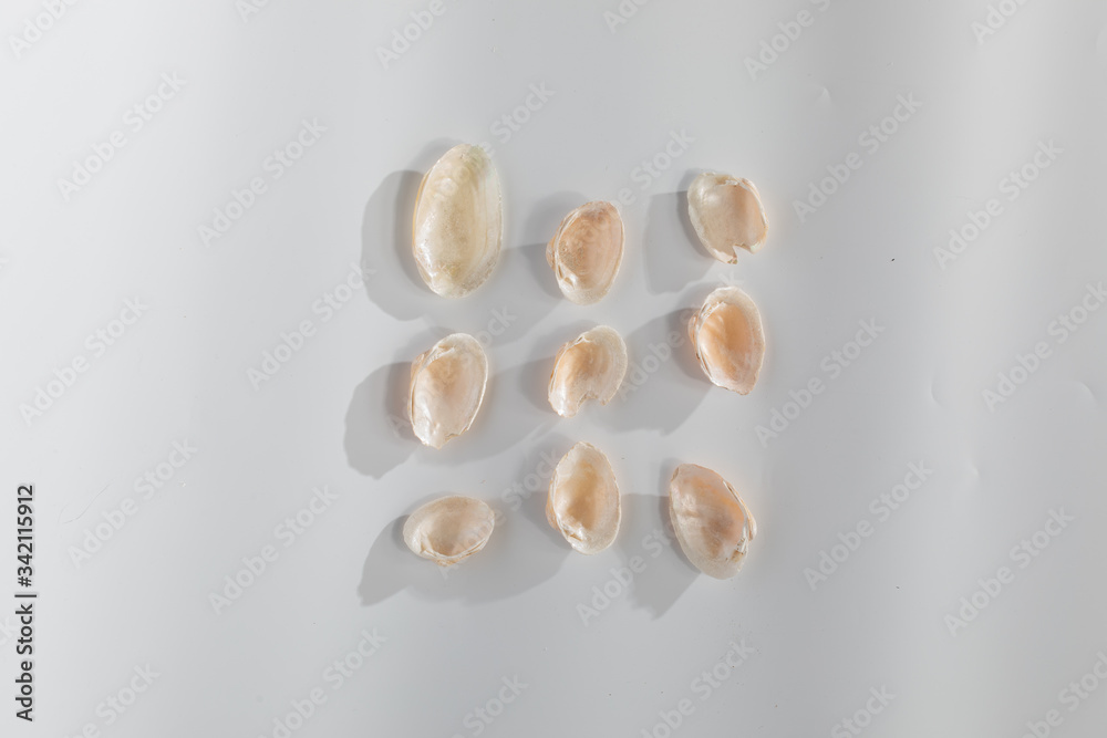 Shells isolated on white background Shells isolated on white background
