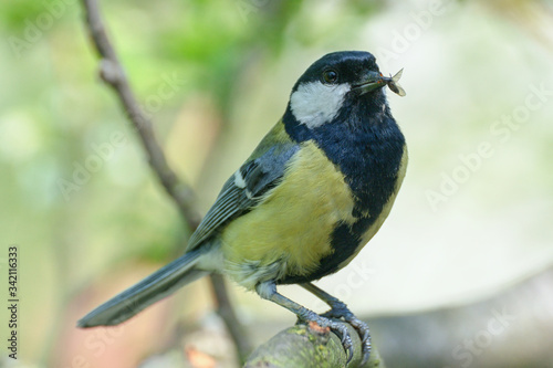 Great tit (Parus major) bears food to the young nest. Czechia. Europe. © Milan