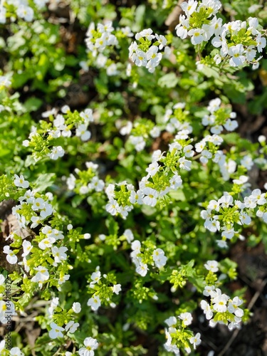 a close-up of spring flowers