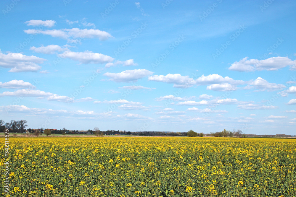 pola, niebo, zółty, krajobraz, rolnictwa, charakter, kwiat, blękit, olej rzepakowy, lato, jary, hayfield, kwiat, gwałt, farma, obszarów wiejskich, chmura, zieleń, roślin, chmura, gras, nafta, horyzont