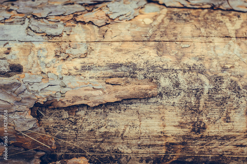 Wood texture. Brown gray background. Coniferous forest. A tree in the forest. Boards. Old tree.
