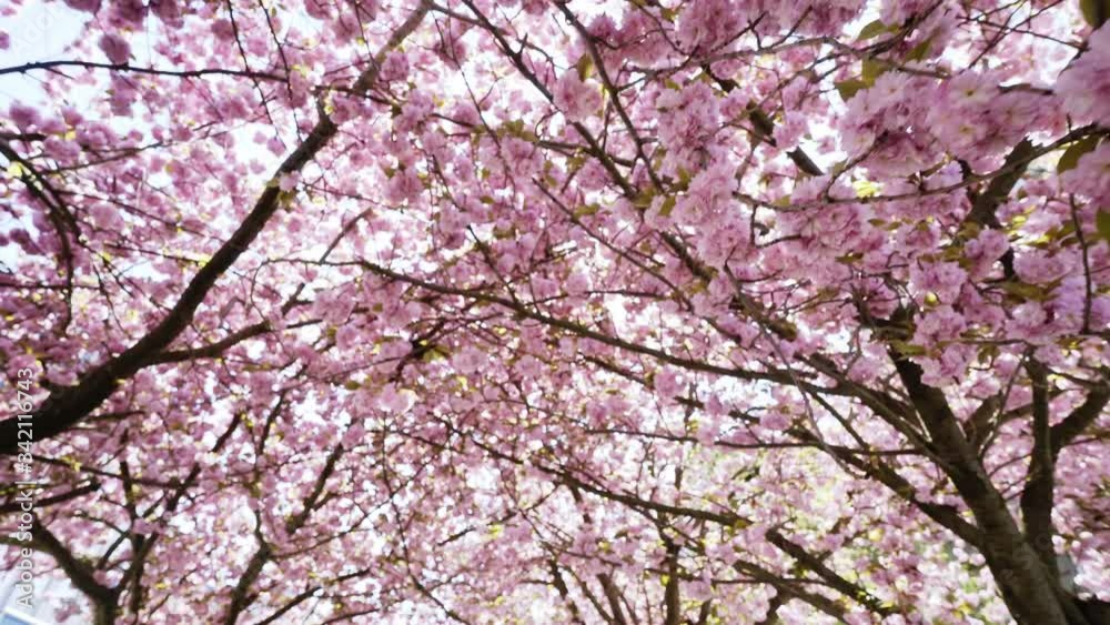 Beautiful cherry garden in Prague. Camera moving under cherry tree crowns in full flowering, bright sunshine rays light through branches covered with gentle blossoming pink flowers, low angle shot Beautiful cherry garden in Prague. Camera moving under cherry tree crowns in full flowering, bright sunshine rays light through branches covered with gentle blossoming pink flowers, low angle shot