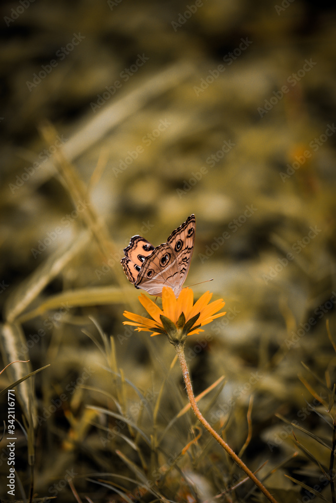 Fototapeta premium butterfly on a flower