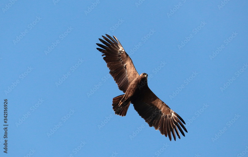 Fototapeta premium ptactwo, orzeł, flying, niebo, eskadra, fruwać, charakter, dzika natura, blękit, ptak drapieżny, zwierzak, skrzydła, jastrząb, sepi, skrzydła, ptactwo, latawca, drapieznik, pierze, rój, ptak drapieżny