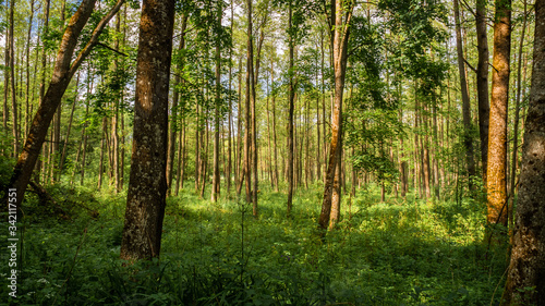 Green deciduous forest, Europe