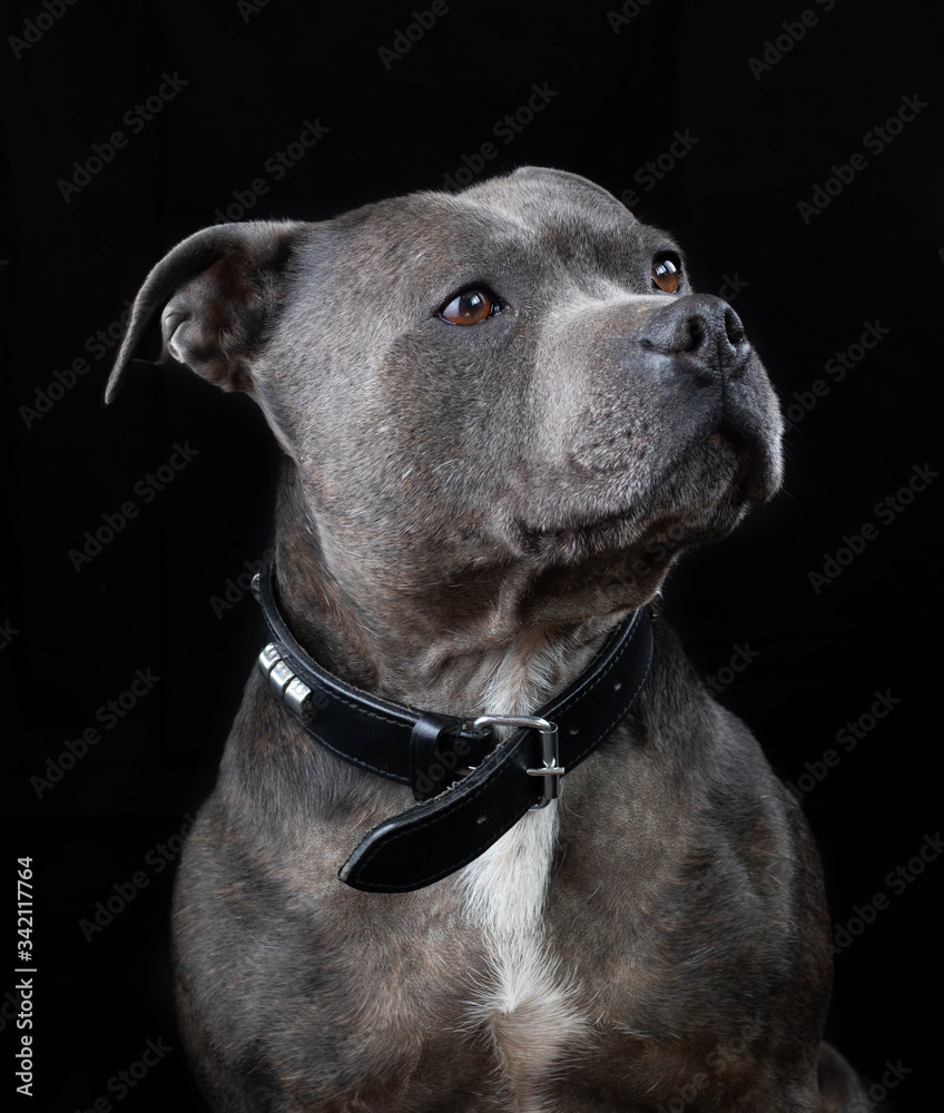 Portrait of blue Staffordshire Bull Terrier 