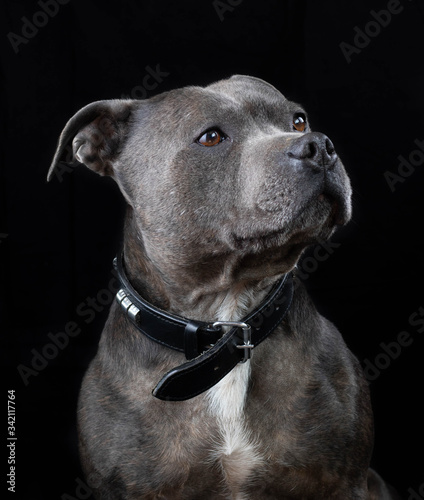 Portrait of blue Staffordshire Bull Terrier 