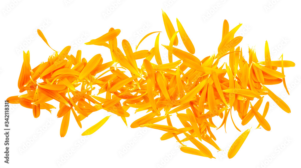 Fototapeta premium Petals of marigold flower isolated on a white background, top view. Calendula flower.