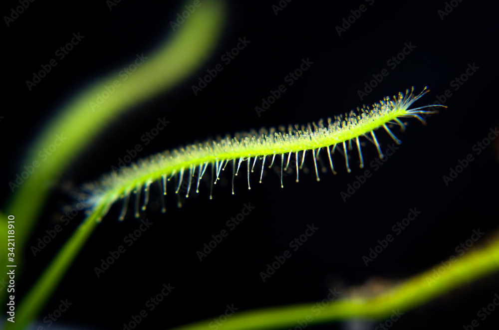 The closeup sundew leave with trichomes at black background