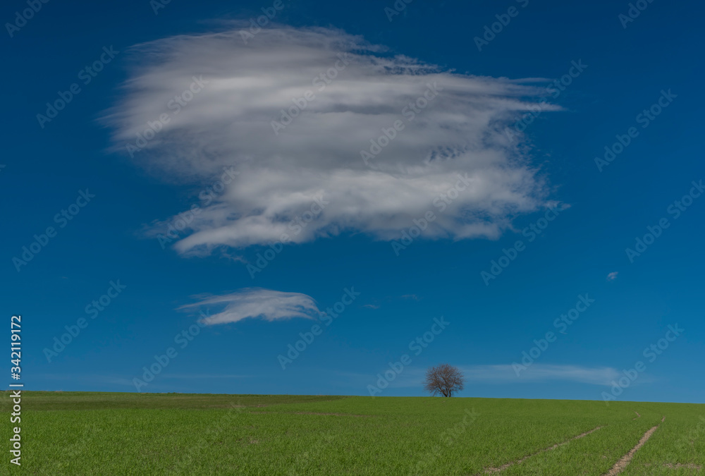 Cherry tree alone in green fresh spring field with light blue sky