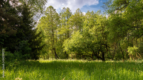 Green meadow at the edge of the forest