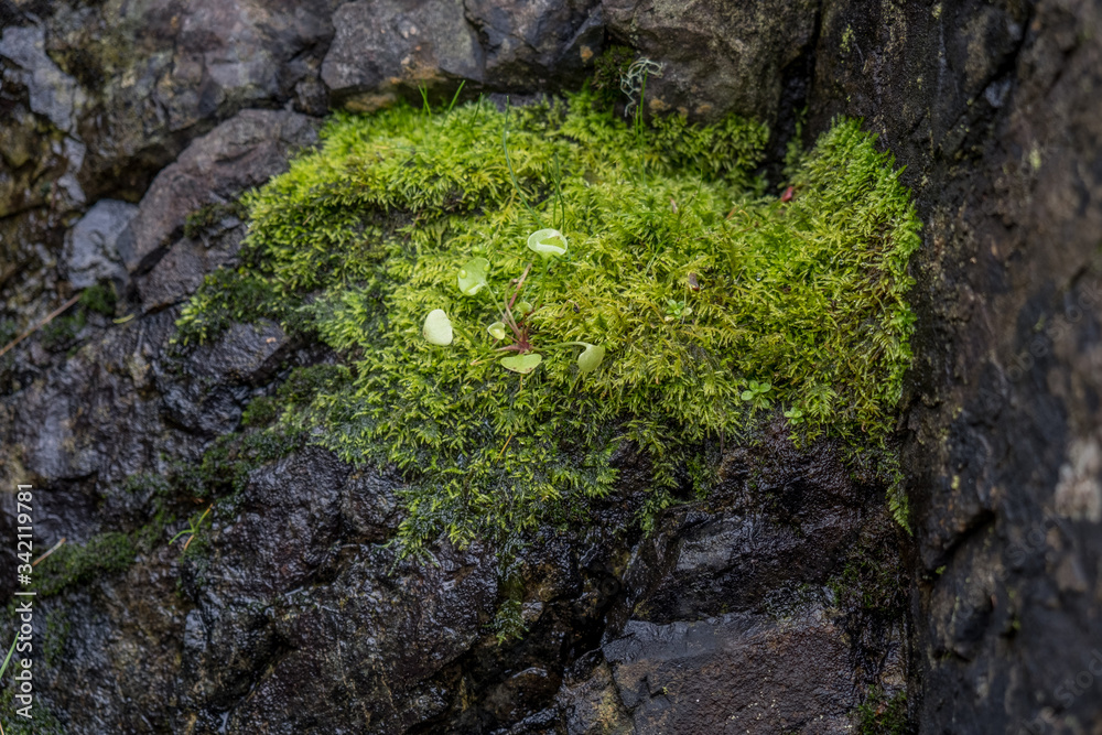 Single plant growing among moss on a rock