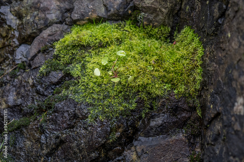 Single plant growing among moss on a rock