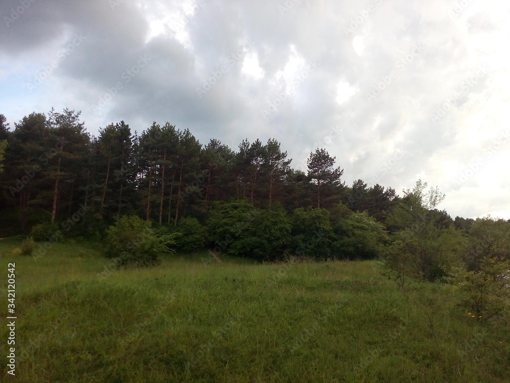 clouds over the forest