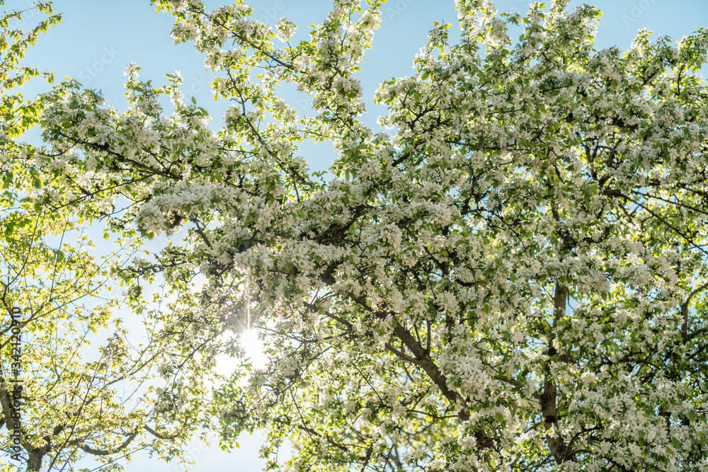 Blüten Frühling Baum