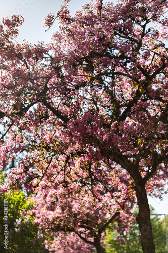 Blüten Frühling Baum