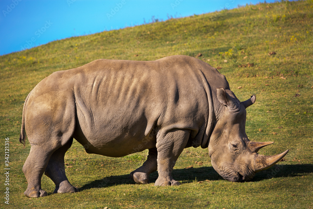 Obraz premium white rhino
