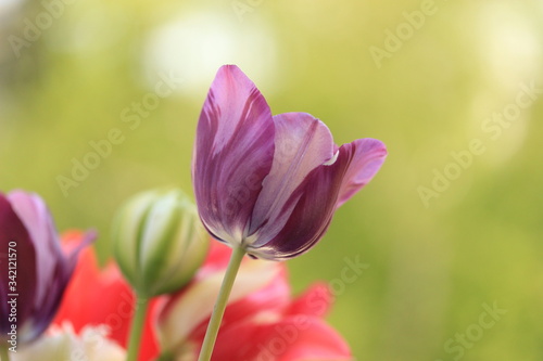 purple tulips in spring