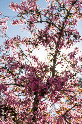 Blüten Frühling Baum