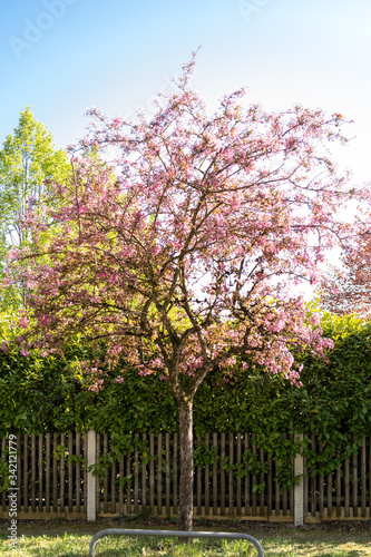 Blüten Frühling Baum