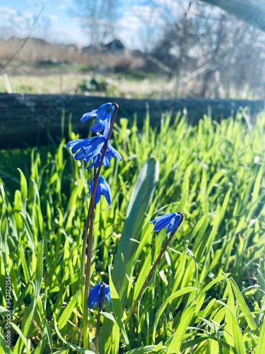 a close-up of bluebell in green grass by wooden fence