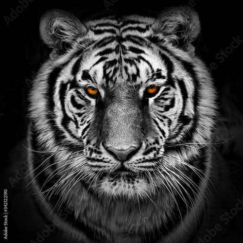 Canvas Print Closeup head shot of a tiger