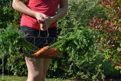 Femme portant un panier de carottes du jardin