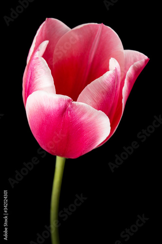 Flower of tulip with petal red with transition to white color, closeup, isolated on black background