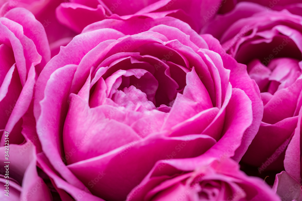 Naklejka premium Closeup of vibrant pink ranunculus blossoms in soft light