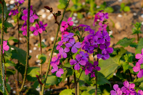 purple flowers in the garden