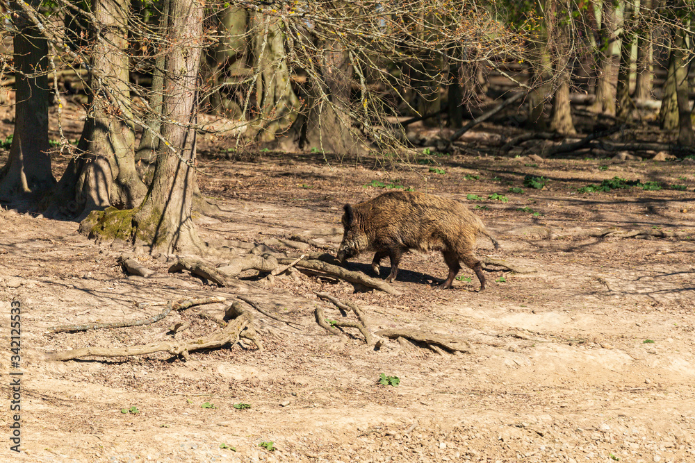 Wild boar - Sus scrofa - in the forest and by the water in its natural habitat. Wild boar - Sus scrofa - in the forest and by the water in its natural habitat.