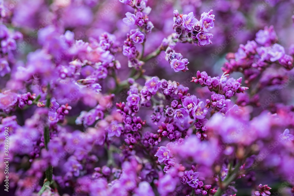 Closeup of purple little flowers