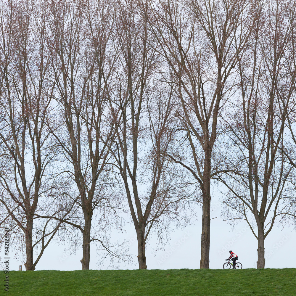 man on bicycle between large trees on dike in holland man on bicycle between large trees on dike in holland