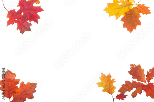Orange autumn leaves isolated on white background